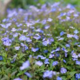 ベロニカ・オックスフォードブルーの花