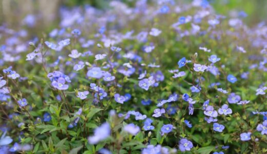 ベロニカ・オックスフォードブルーの特徴と育て方