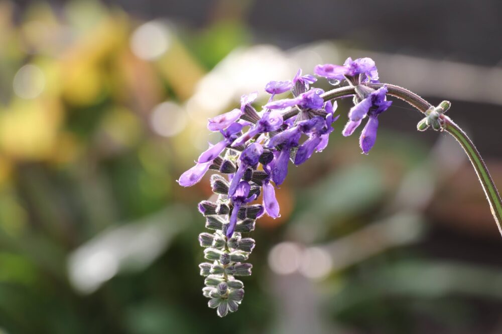 サルビア ヌタンスの育て方 ユニークな草姿のサルビア 耐寒性多年草 初心者さんにおすすめ 小さな庭でも叶えられる簡単ガーデニングブログ