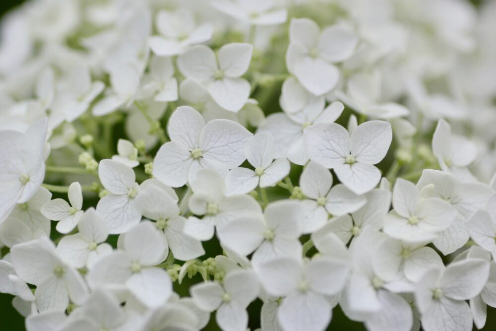 アジサイ アナベルの育て方 他のアジサイとの違いは 落葉低木 ゆるっとガーデニング