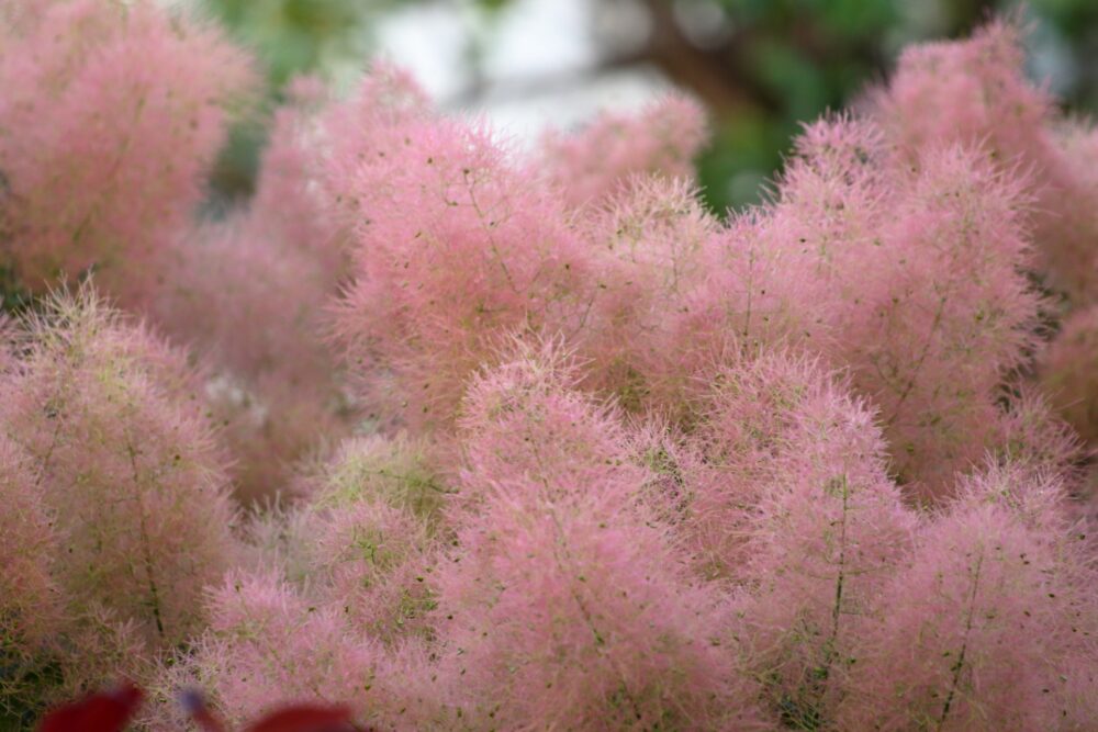 スモークツリーの育て方 芽吹きはいつ 剪定の時期と方法も ゆるっとガーデニング