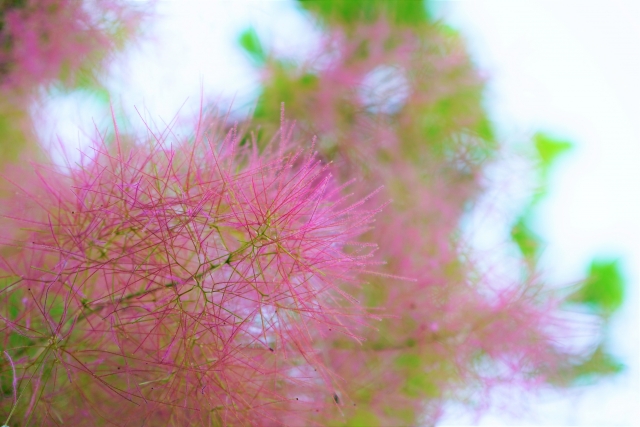 スモークツリー の花穂