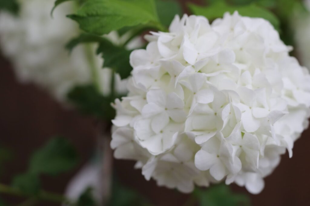 ビバーナム・スノーボールの白い花