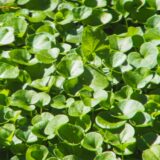 緑葉のディコンドラ‘エメラルドフォールズ’