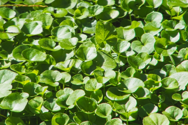 緑葉のディコンドラ‘エメラルド・フォールズ’