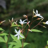 ミツバシモツケの白い花