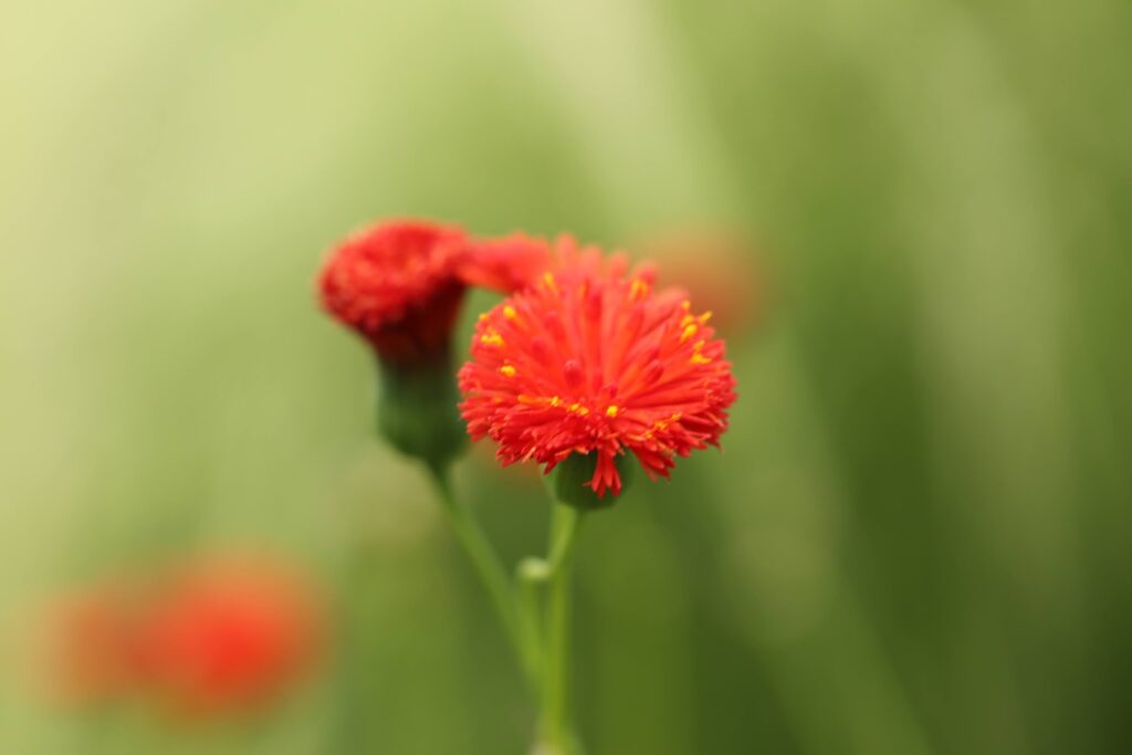 エミリア・コクシネアの花