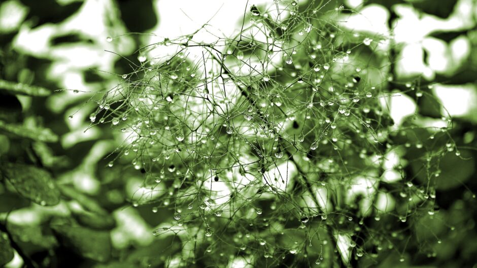 梅雨の植物