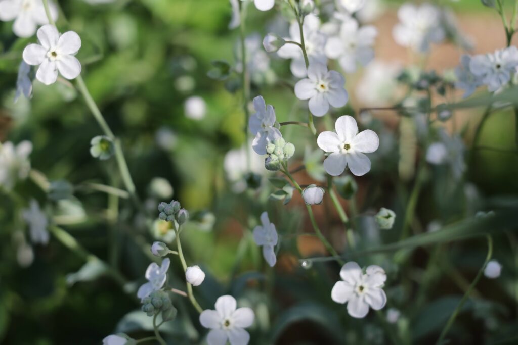 オンファロデス・リニフォリアの白い花