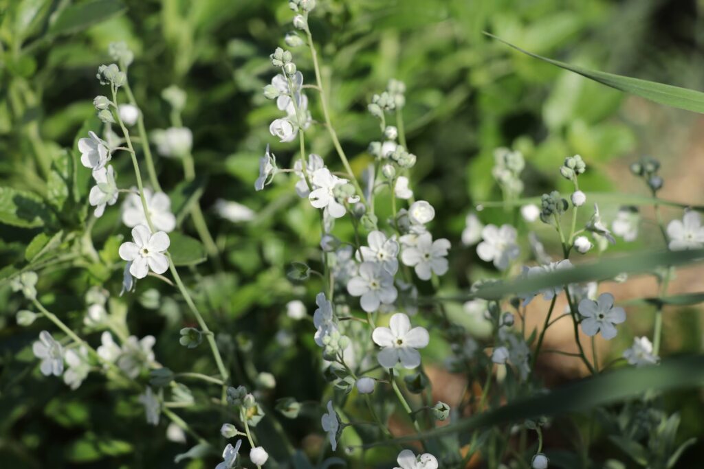 純白の花オンファロデス・リニフォリア