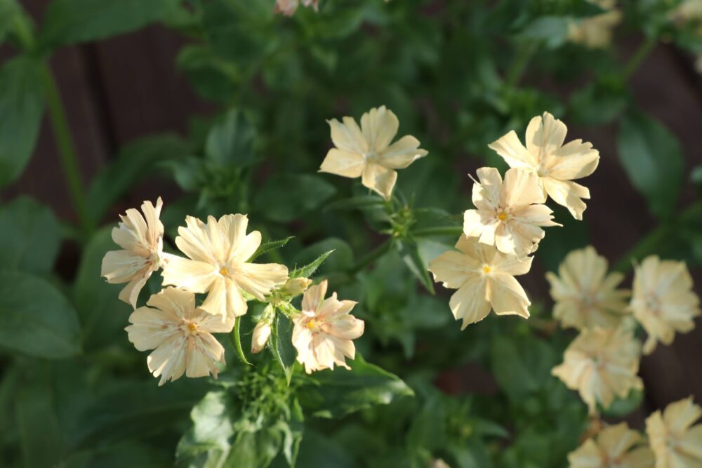 優しいクリーム色のフロックス・クリームブリュレの花
