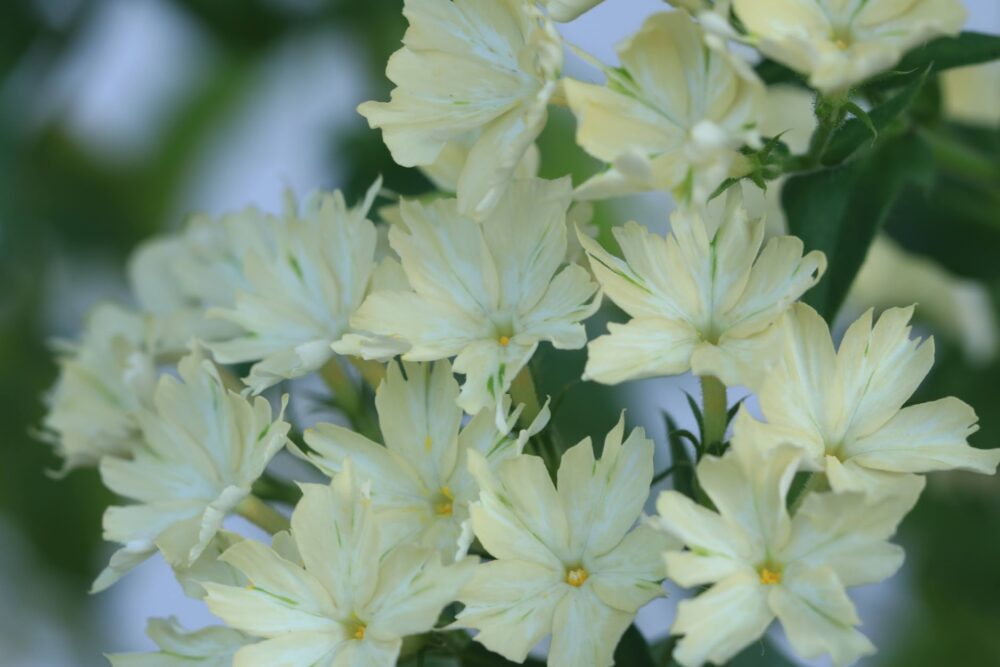 フロックス・クリームブリュレの花