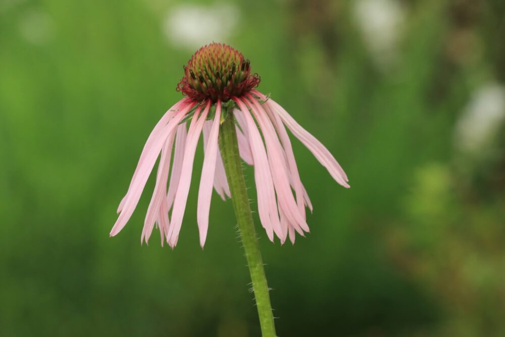 一年目のエキナセアに花が咲かない という問題を おぎはら植物園さんに質問してみました 初心者さんにおすすめ 小さな庭でも叶えられる簡単ガーデニングブログ