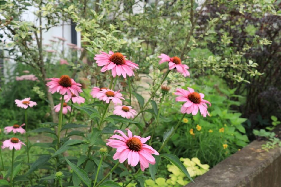 エキナセア 花後