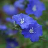 アメリカンブルーの青い花