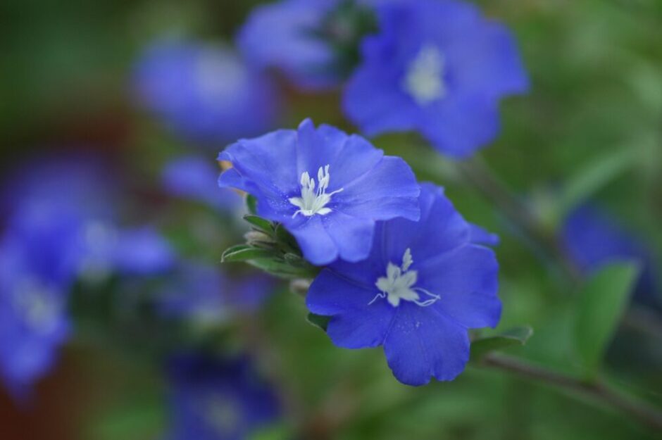 アメリカンブルーの青い花