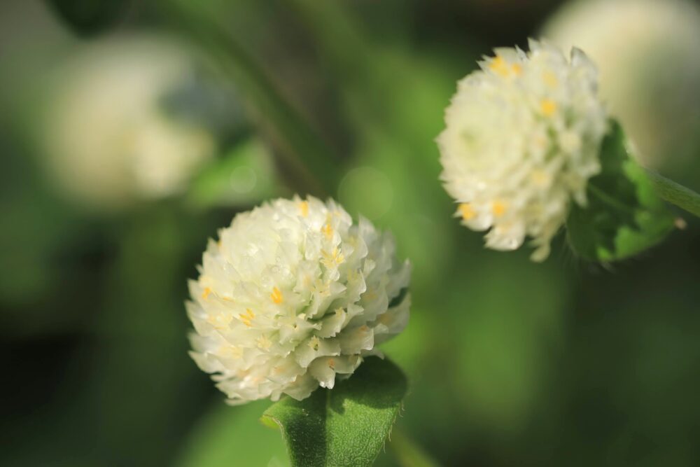 センニチコウの白い花