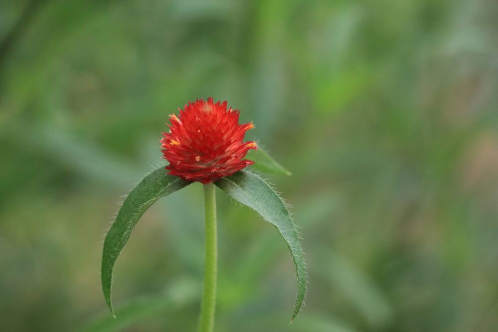 赤い花のセンニチコウ