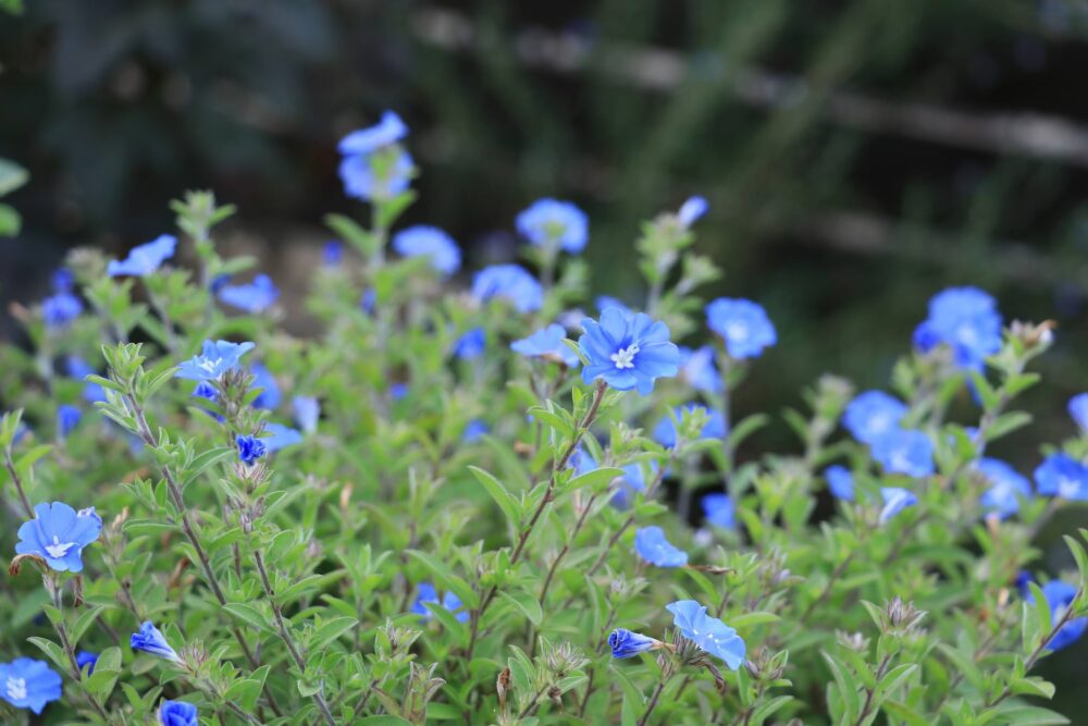 エボルブルスの青い花