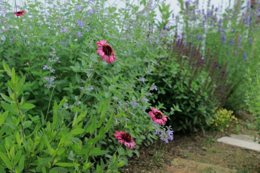 ガイラルディア グレープセンセーションの育て方 耐寒性多年草 ゆるっとガーデニング
