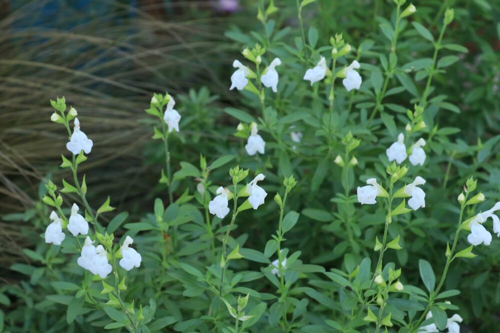 チェリーセージの白い花