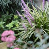 斑入りヤブラン