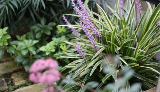 ヤブラン（リリオペ）の特徴や育て方【常緑多年草】初心者にもわかりやすく解説｜一年中同じ草姿でグランドカバーにおすすめ