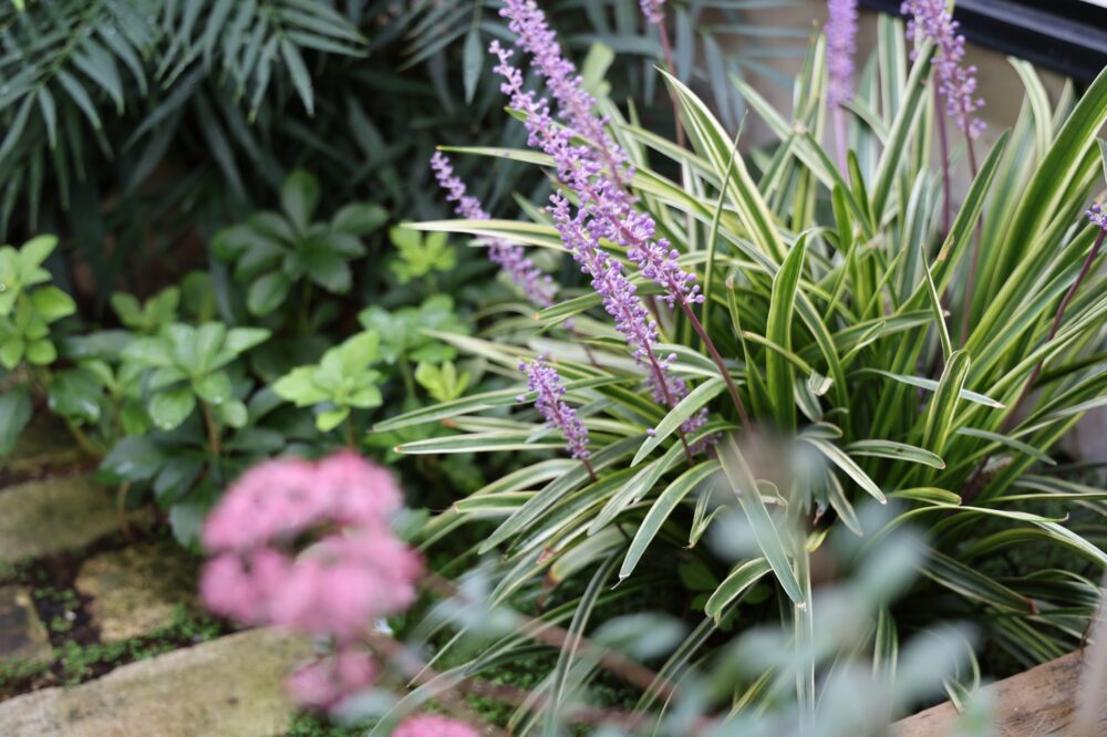 斑入りヤブラン