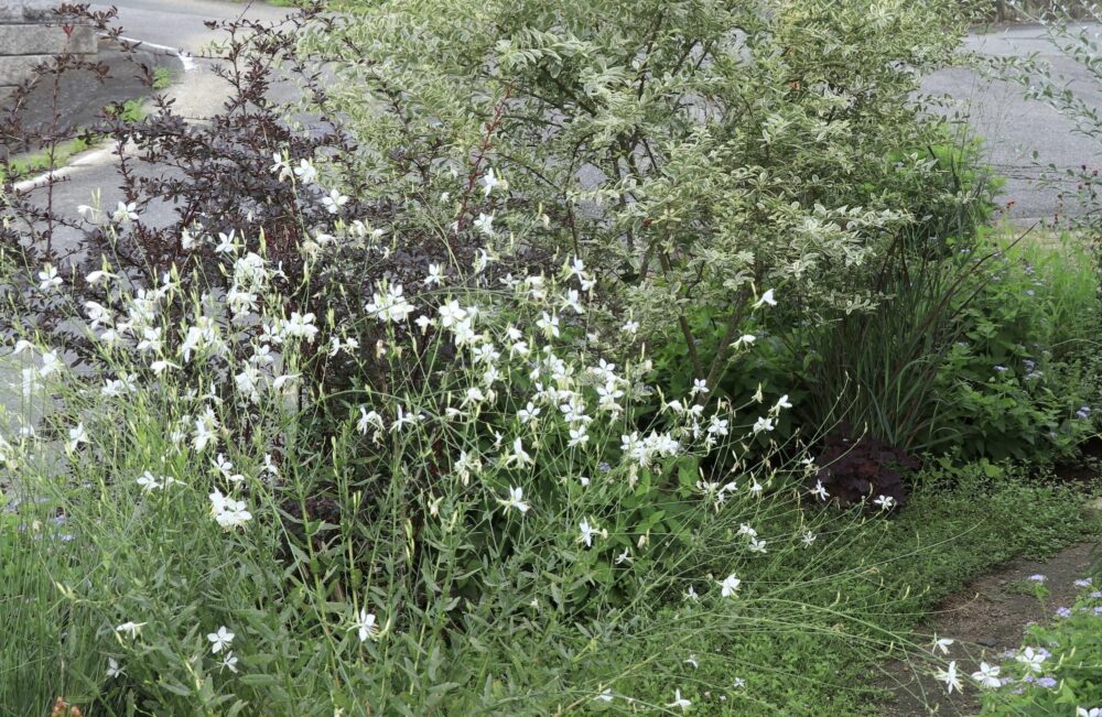 ガウラの白い花
