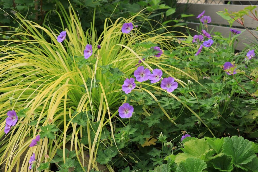 カレックス・エヴァリロ