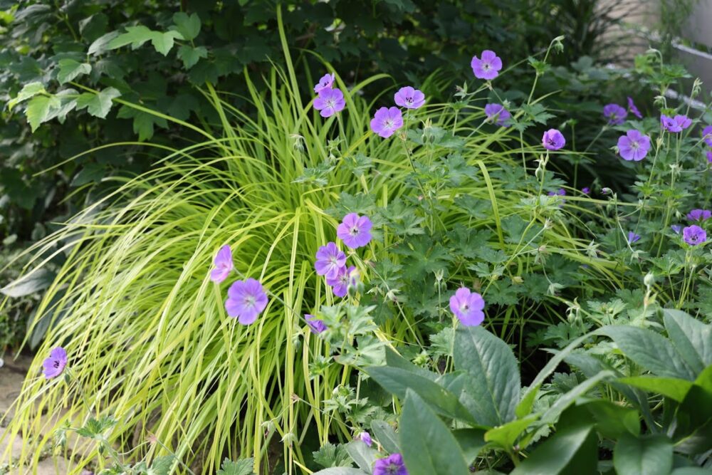 カレックス・エヴァリロ