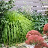 カレックス・エヴァリロ