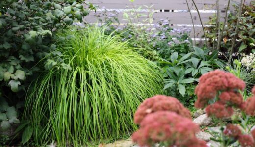 カレックスの育て方｜丈夫で美しいオーナメンタルグラス｜おすすめ品種も紹介
