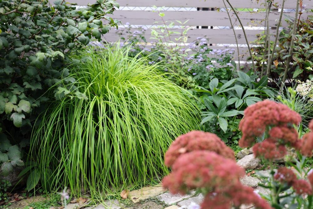 カレックス・エヴァリロ