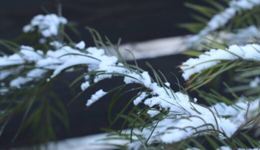 植物の冬越しのポイント（寒さ対策・水やり・作業）