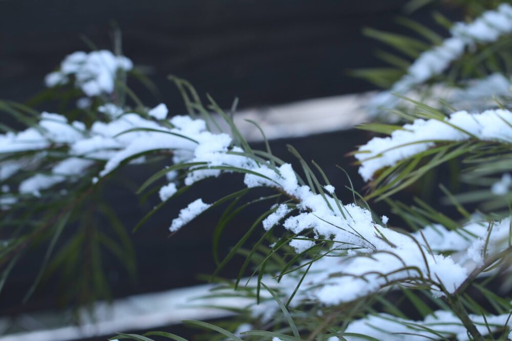 植物の冬越しのポイント 寒さ対策 水やり 作業 ゆるっとガーデニング