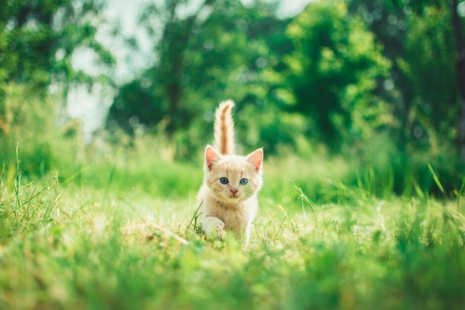 草むらを走る猫