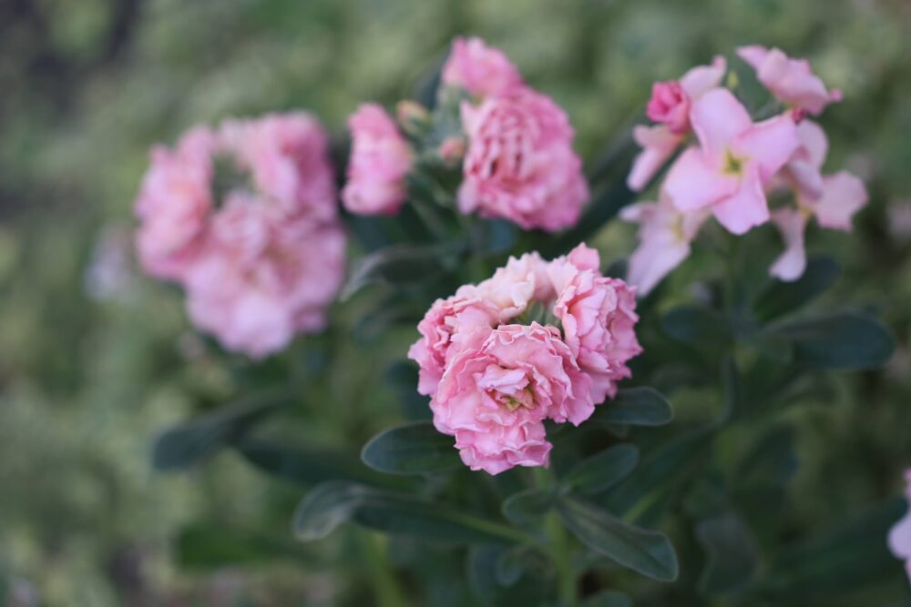 ピンクのストックの花