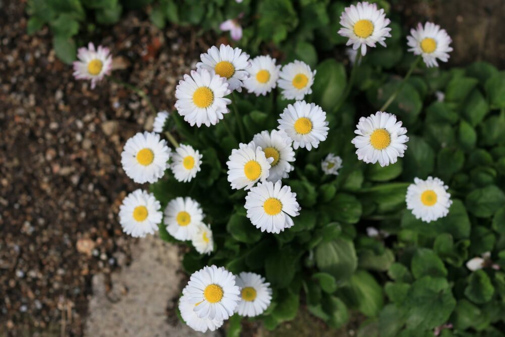 イングリッシュデージーの白い花
