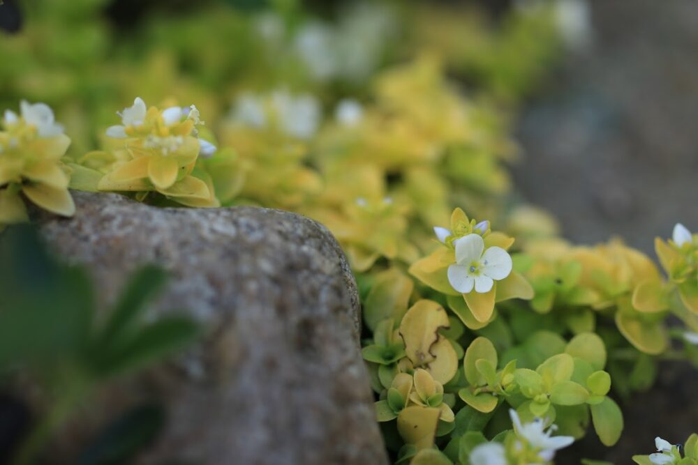 ベロニカ・サンシャインの白い花