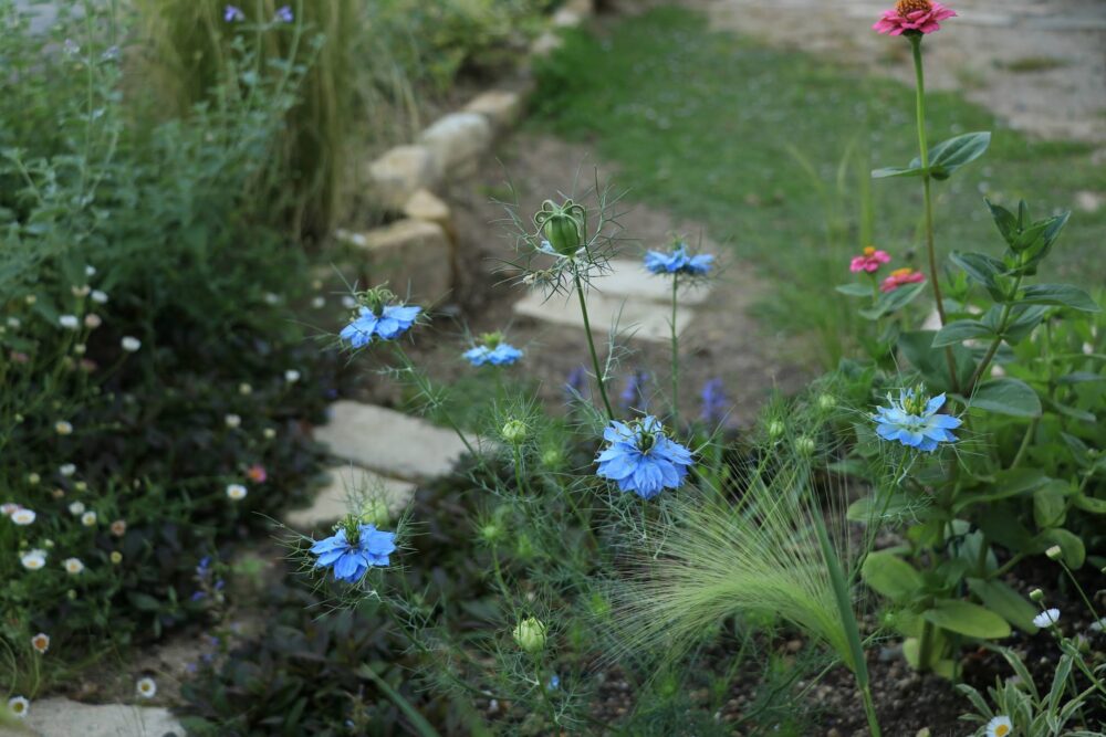 ニゲラの青い花