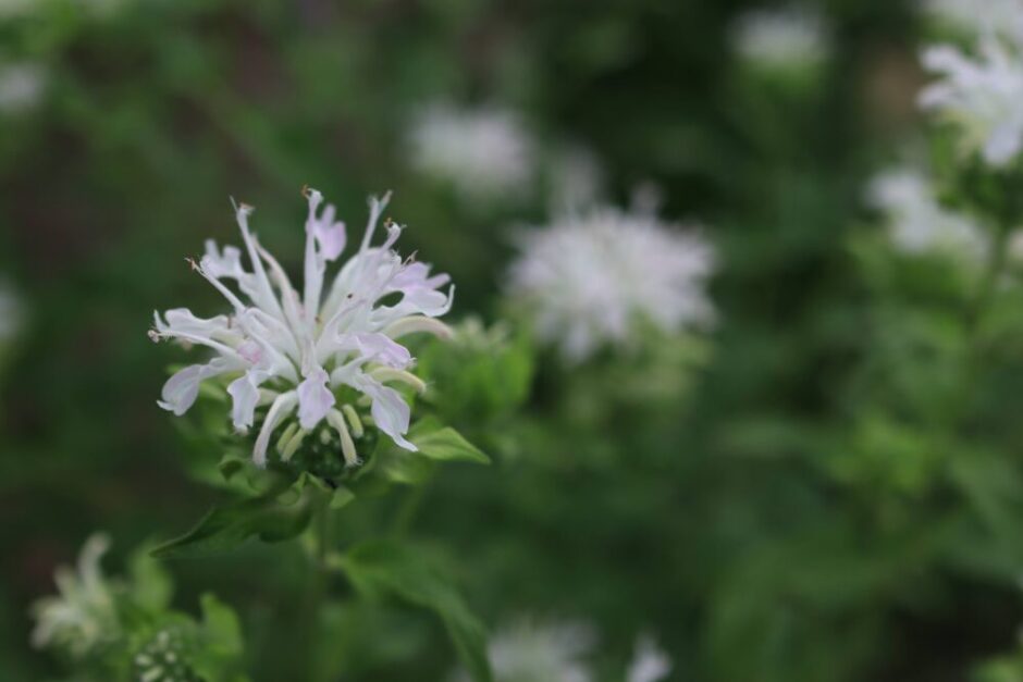 モナルダ（ベルガモット）の白い花