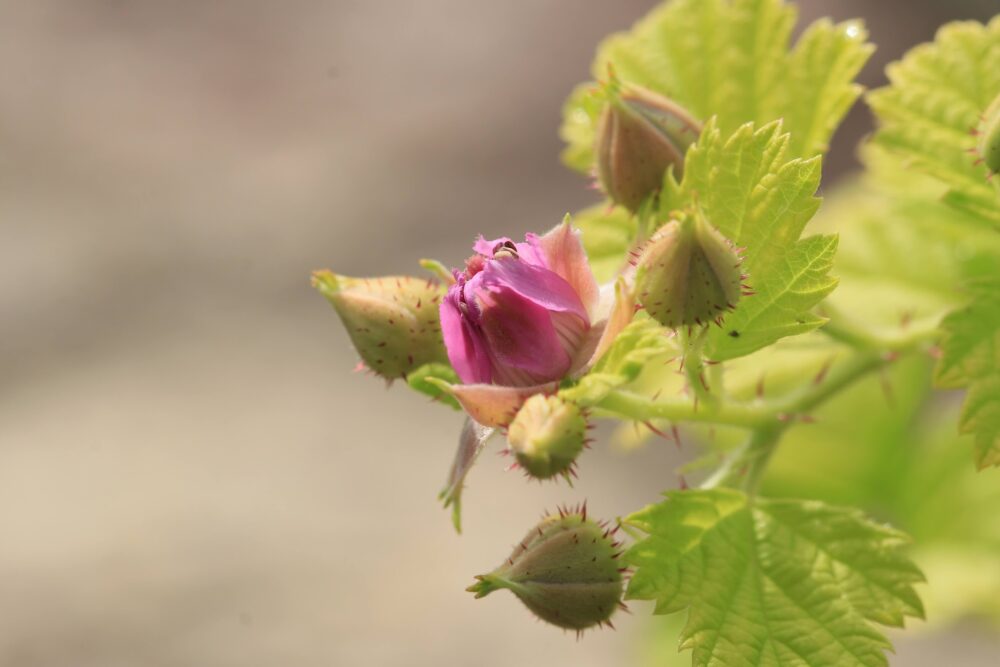 ルブス・サンシャインスプレーダーの花