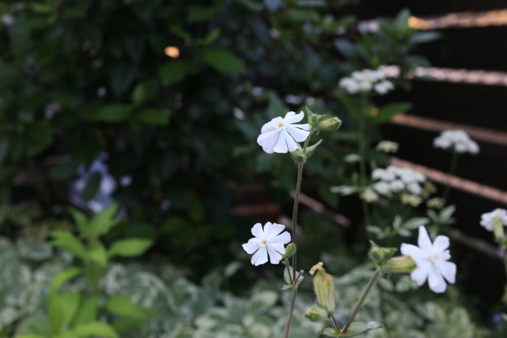シレネ ラティフォリアの爽やかな白い花