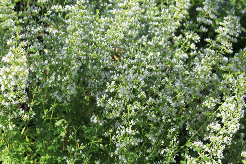 カラミンサ・ネペタ の花