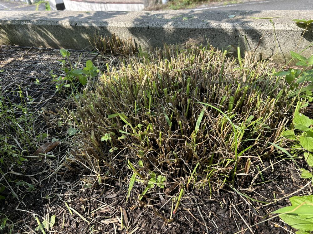 剪定したぺニセタム・カーリーローズ