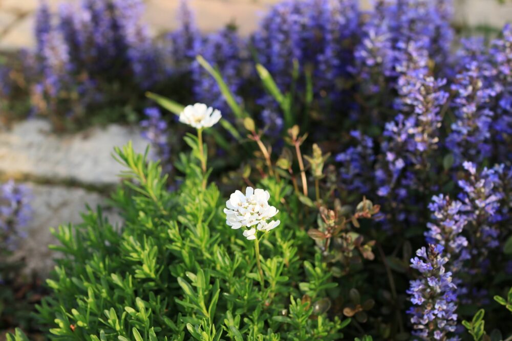 青い花、多年草、匍匐性、干ばつに強い