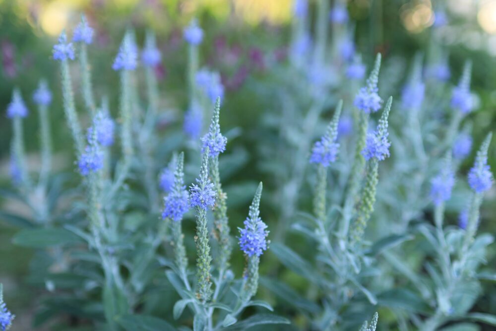 トウテイランの青紫の花