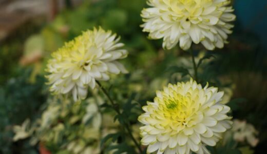 クリサンセマム・シャルメ｜綺麗な花色と花もちの良さにびっくり