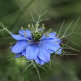 青いニゲラの花